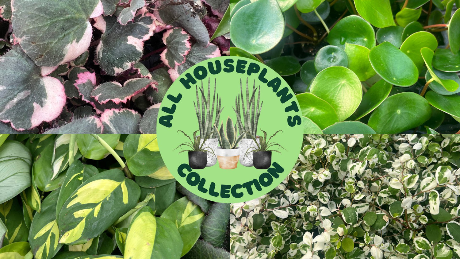 House Plants – Fantastic Gardens