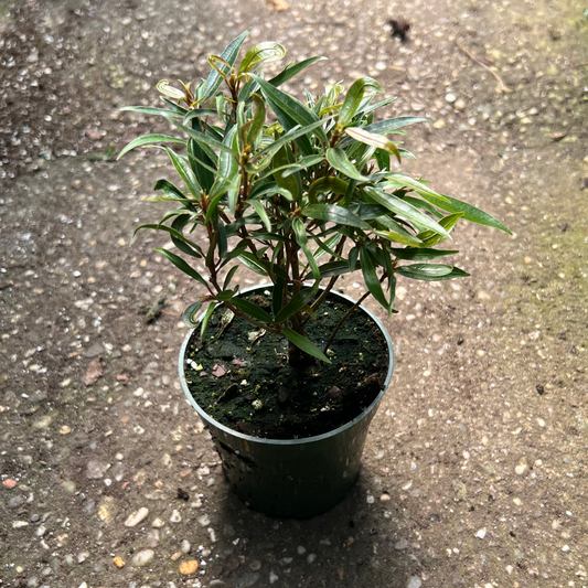 Ficus Salicifolia