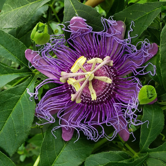 Passiflora Incense