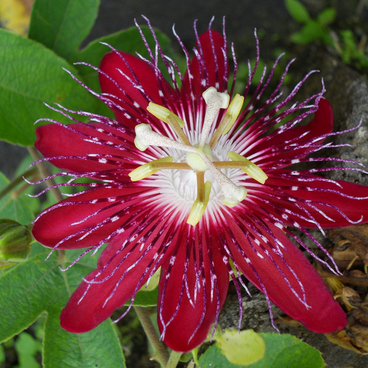 Passiflora Lady Margaret