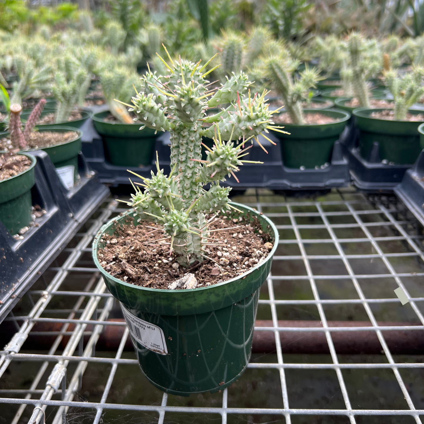 Euphorbia Mammillaris Variegata