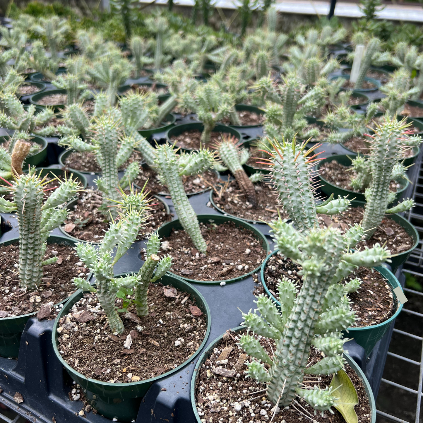 Euphorbia Mammillaris Variegata