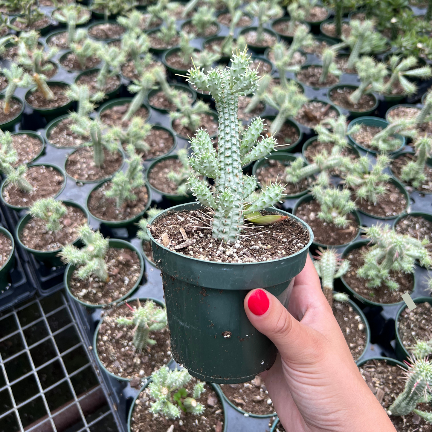 Euphorbia Mammillaris Variegata