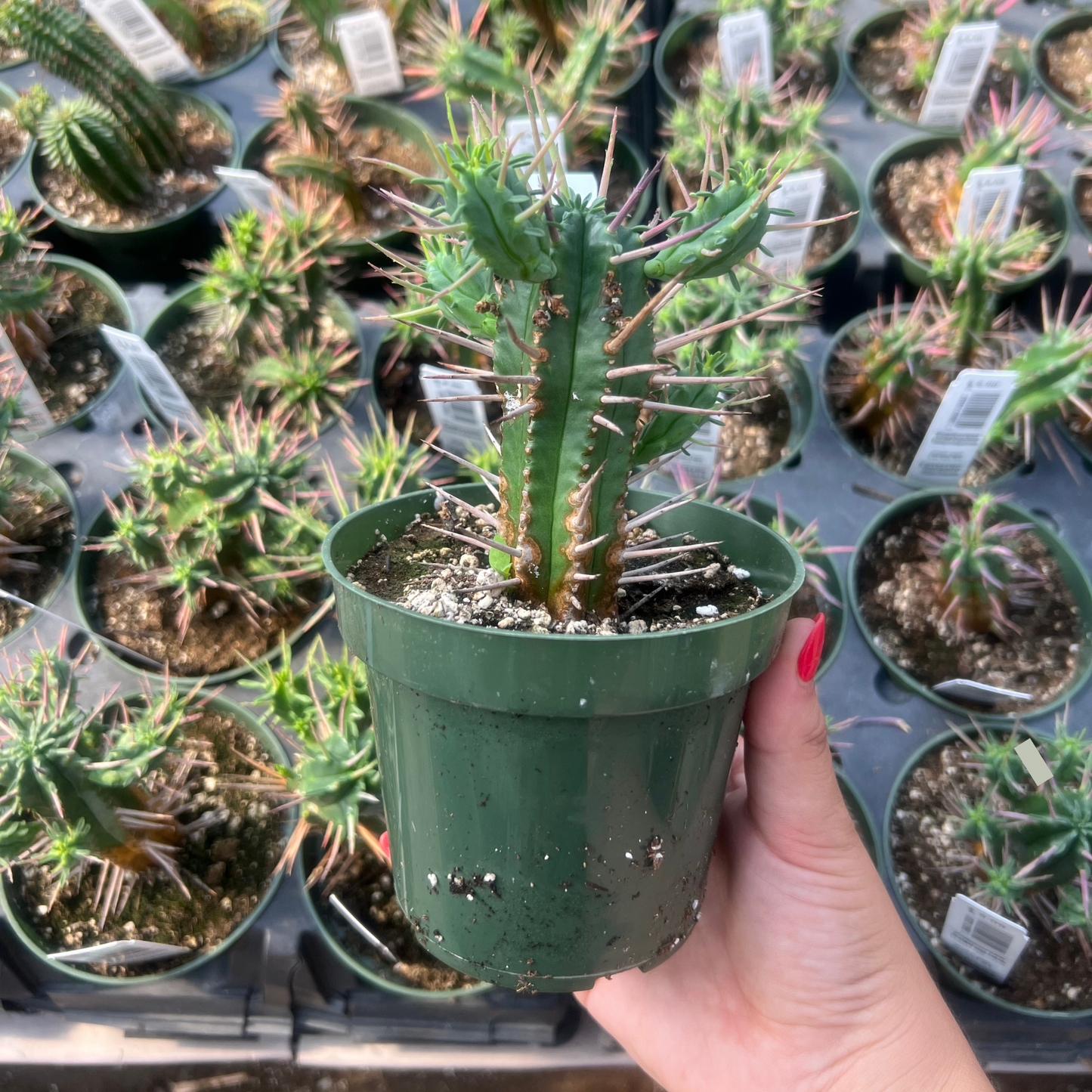 Euphorbia Heptagona
