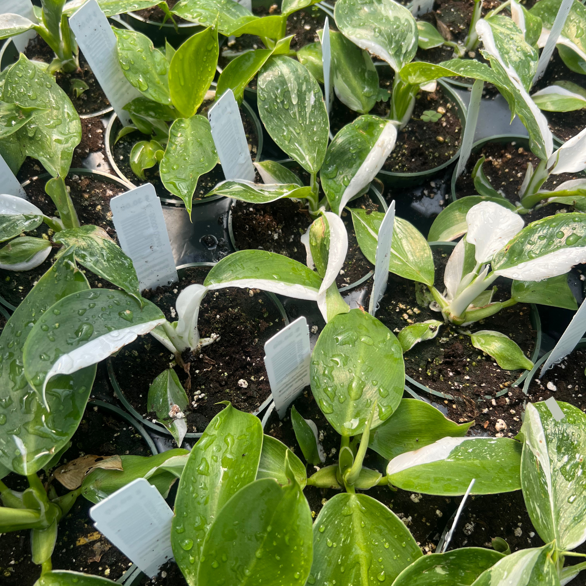 philodendron white wizard ebay Philodendron White Wizard, 4" Plant, The Plant Farm