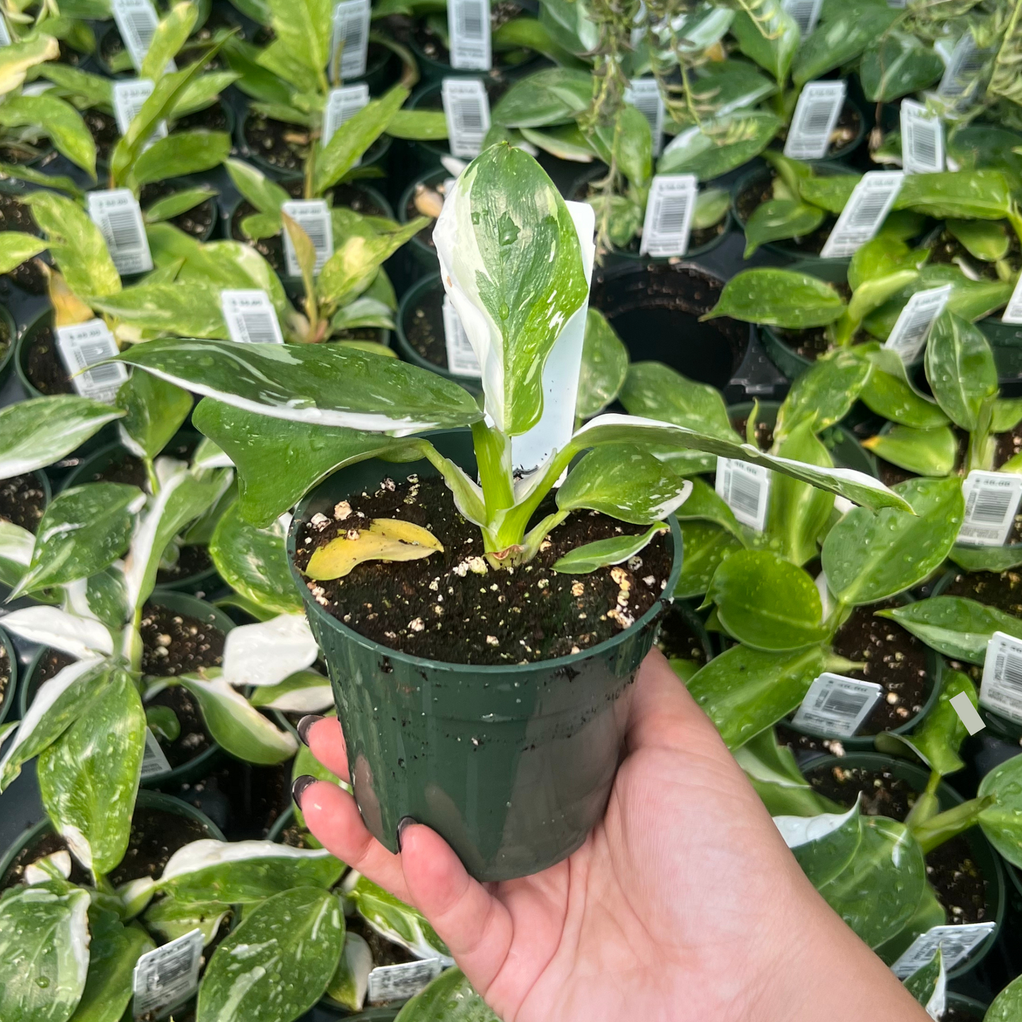 white stripe philodendron Philodendron White Wizard, 4" Plant, The Plant Farm