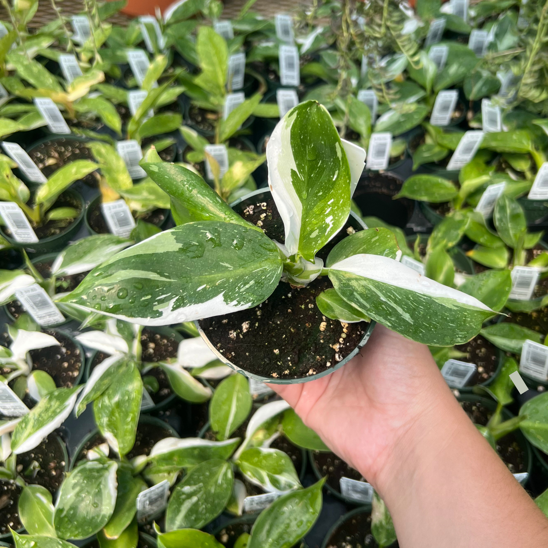 Philodendron White wizard