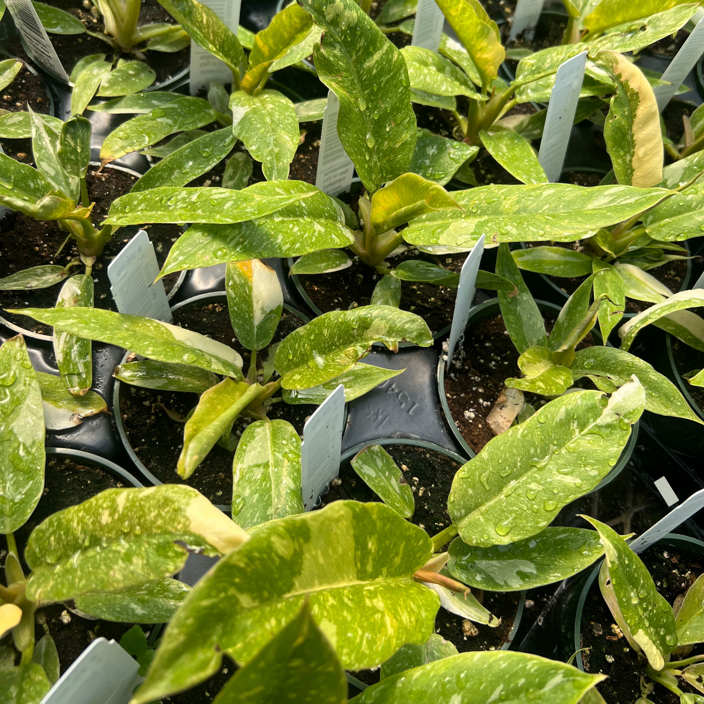 Philodendron Ring of Fire Variegated