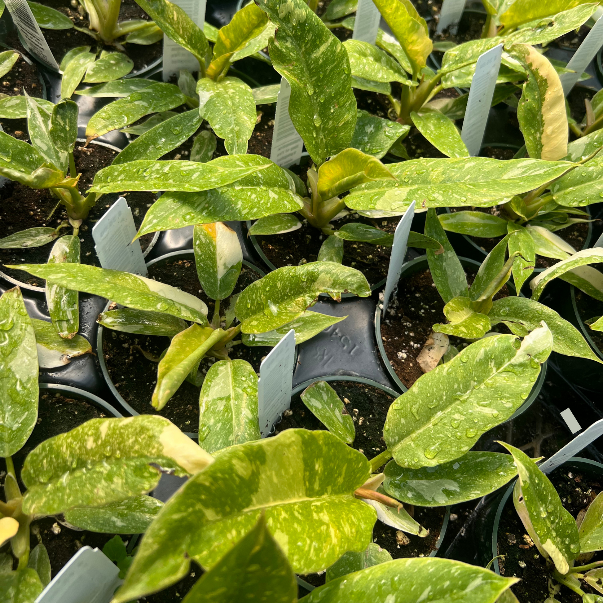 variegated ring of fire philodendron Philodendron Ring of Fire Variegated – Fantastic Gardens