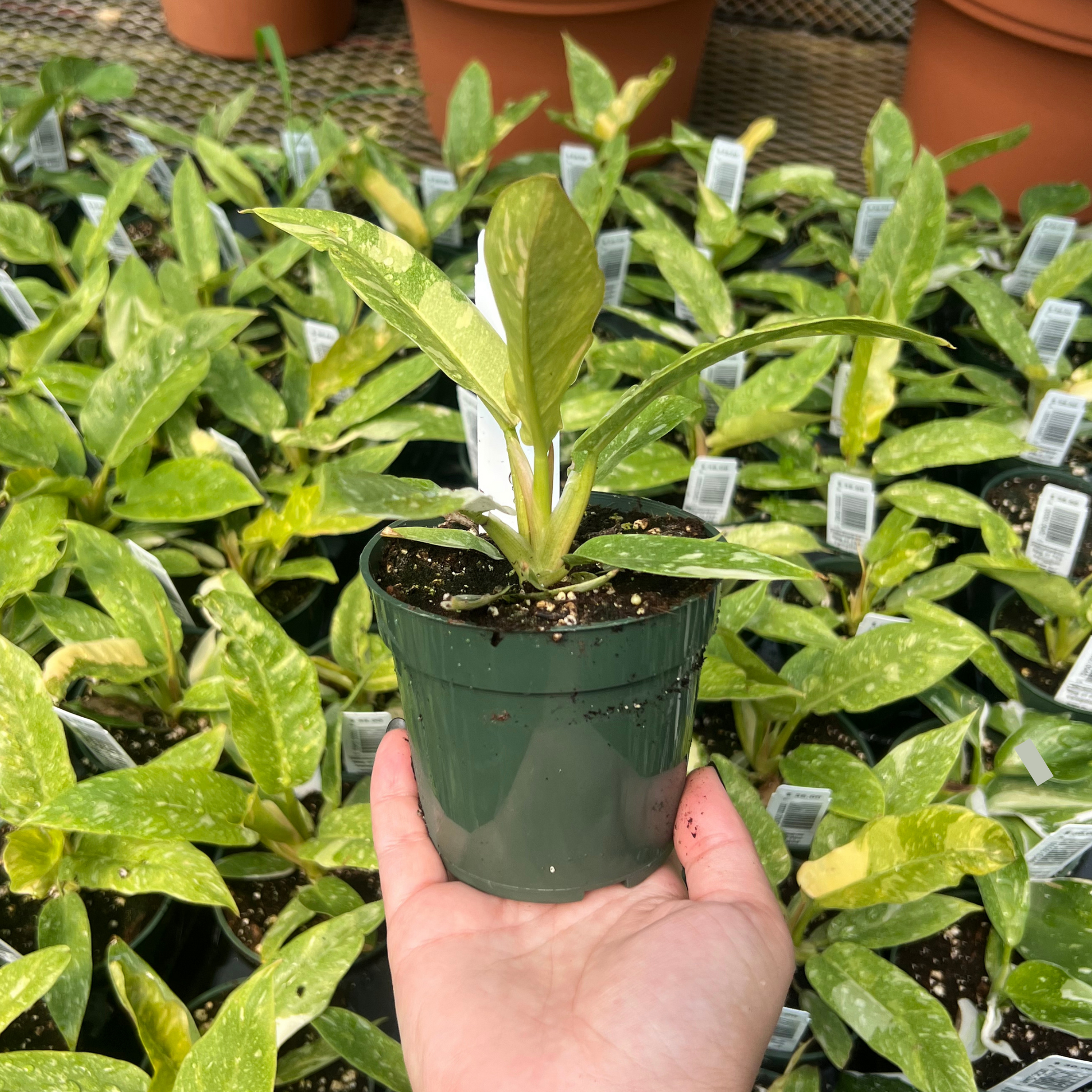 variegated philodendron ring of fire Philodendron Ring of Fire Variegated – Fantastic Gardens