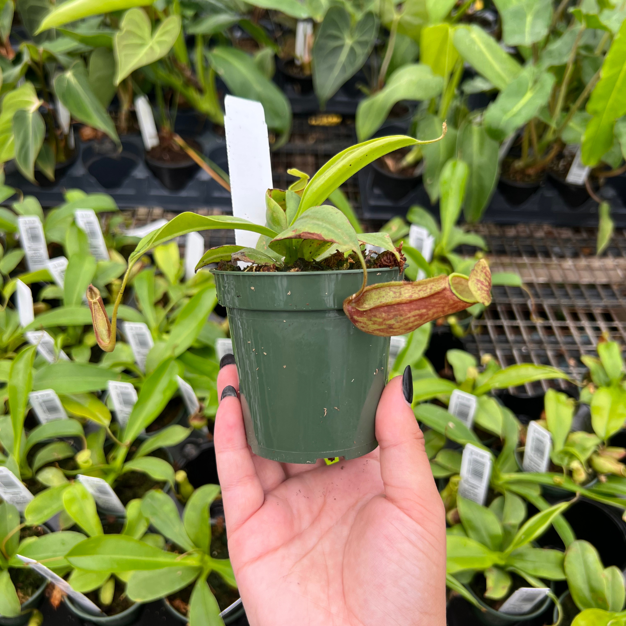 Nephentes alata (plante carnivore) Taille Pot de 2 litres – 30/40 cm