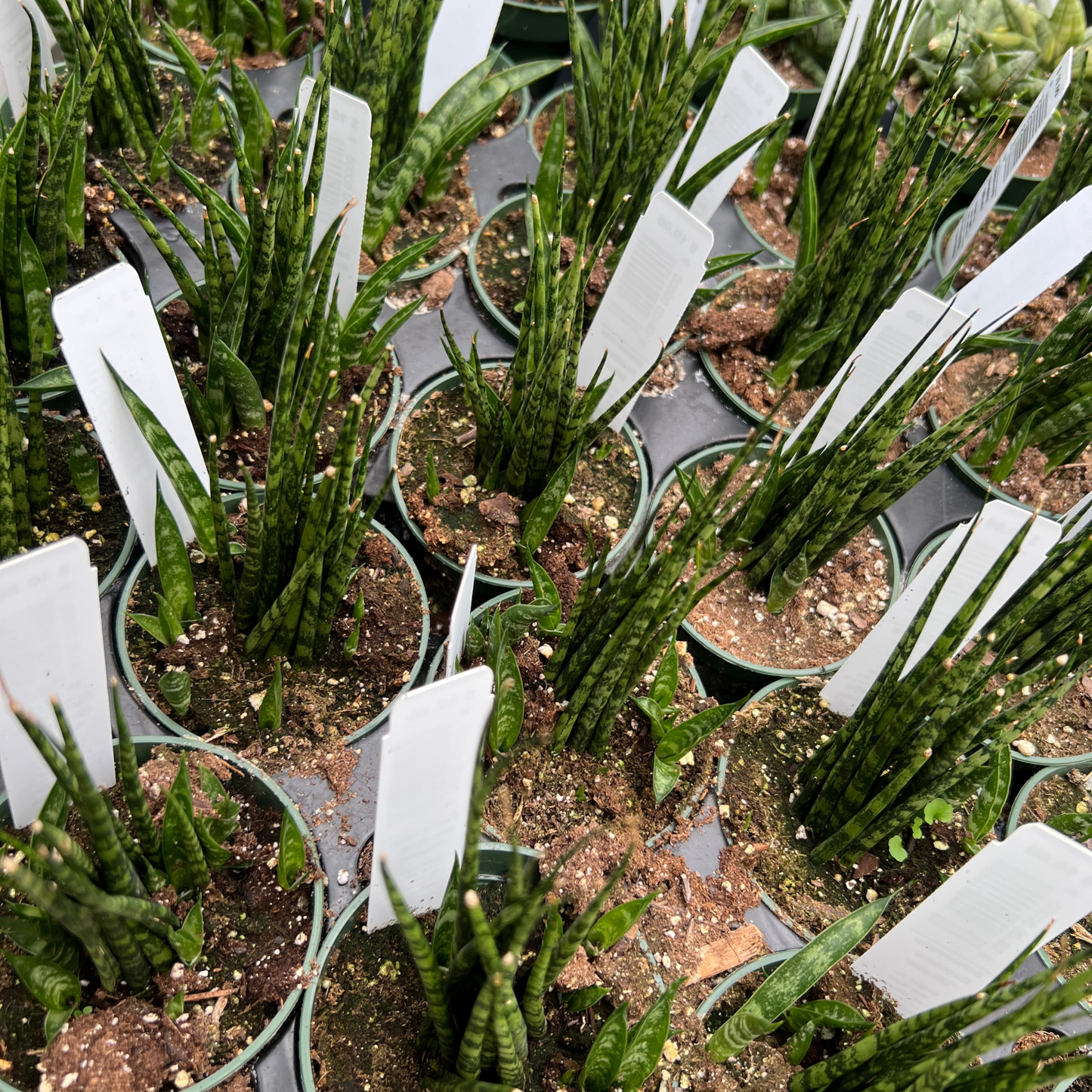 Sansevieria Bacularis 'Mikado'