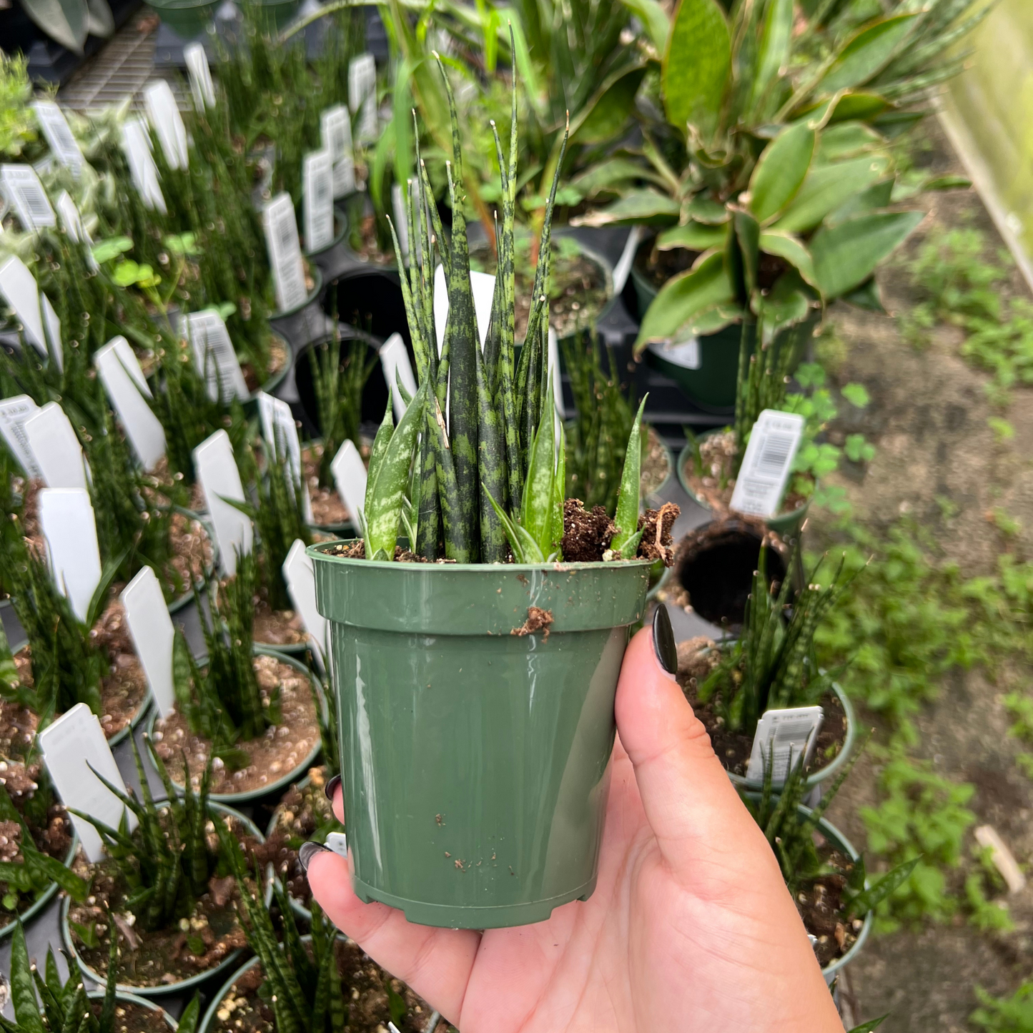 Sansevieria Bacularis 'Mikado'