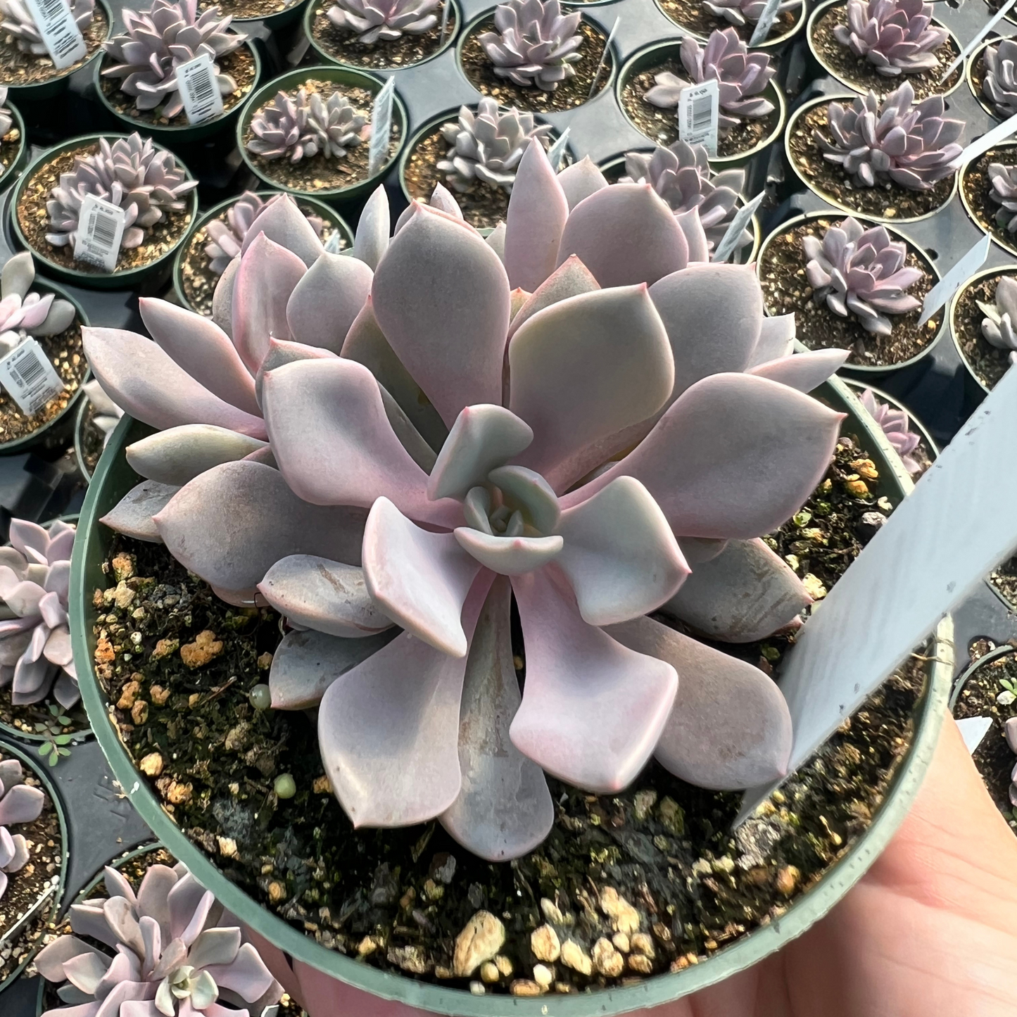 Graptoveria 'Debbie'