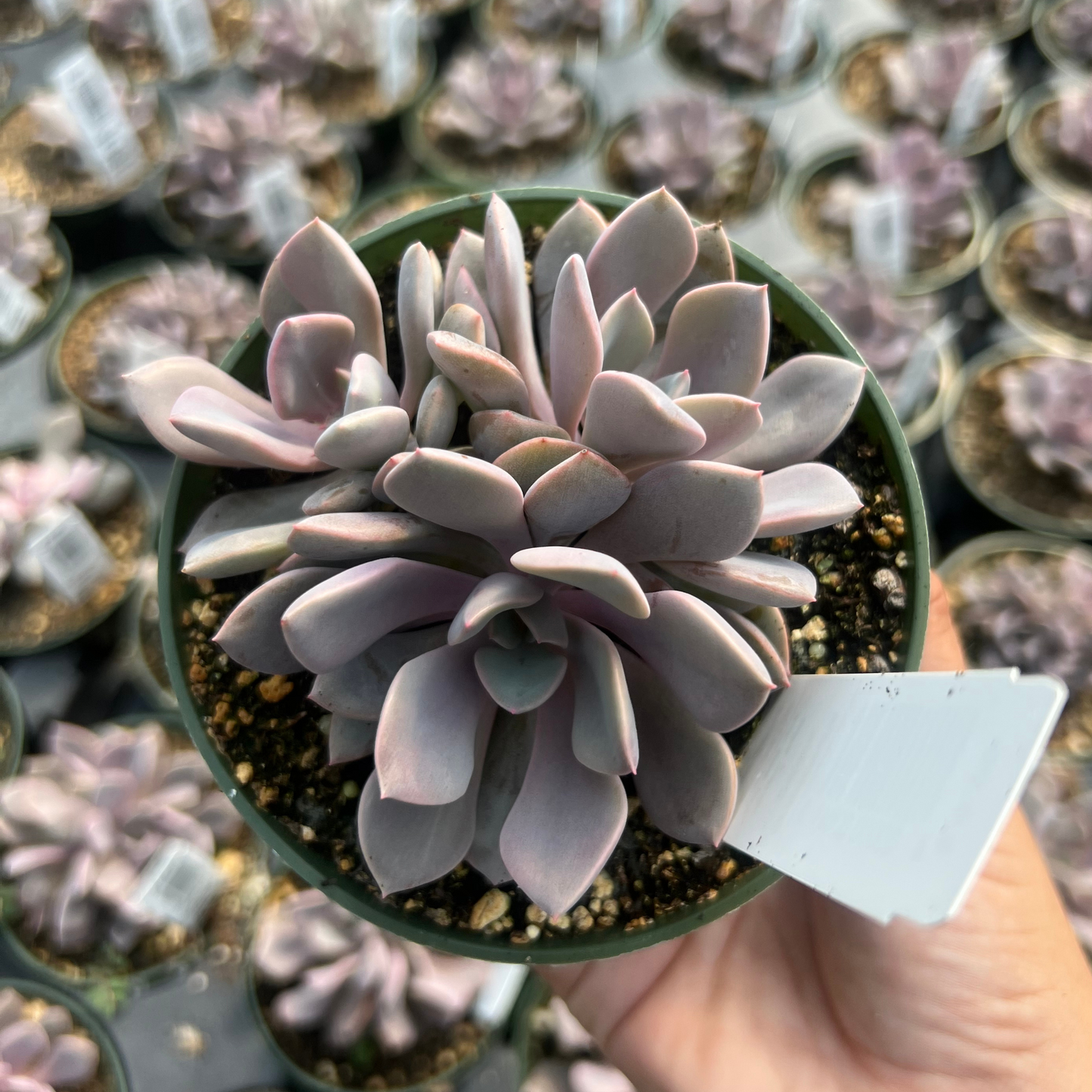 Graptoveria 'Debbie'