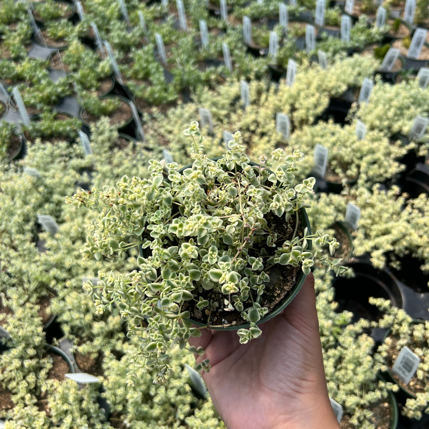 Sedum 'Little Missy'