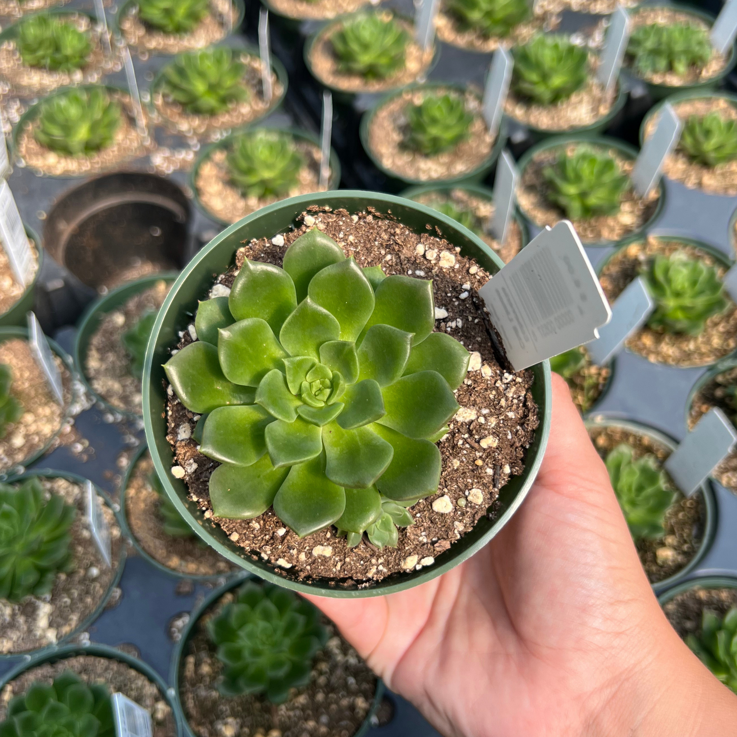 Echeveria 'Lime n' Chile'