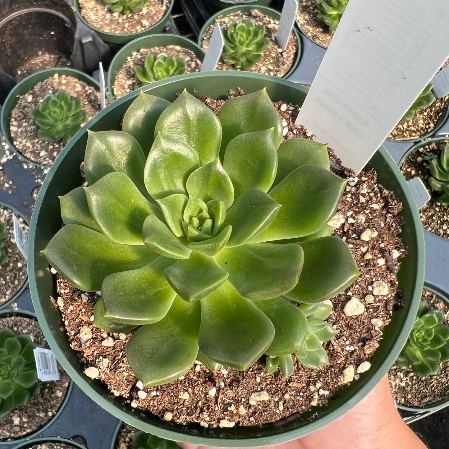 Echeveria 'Lime n' Chile'