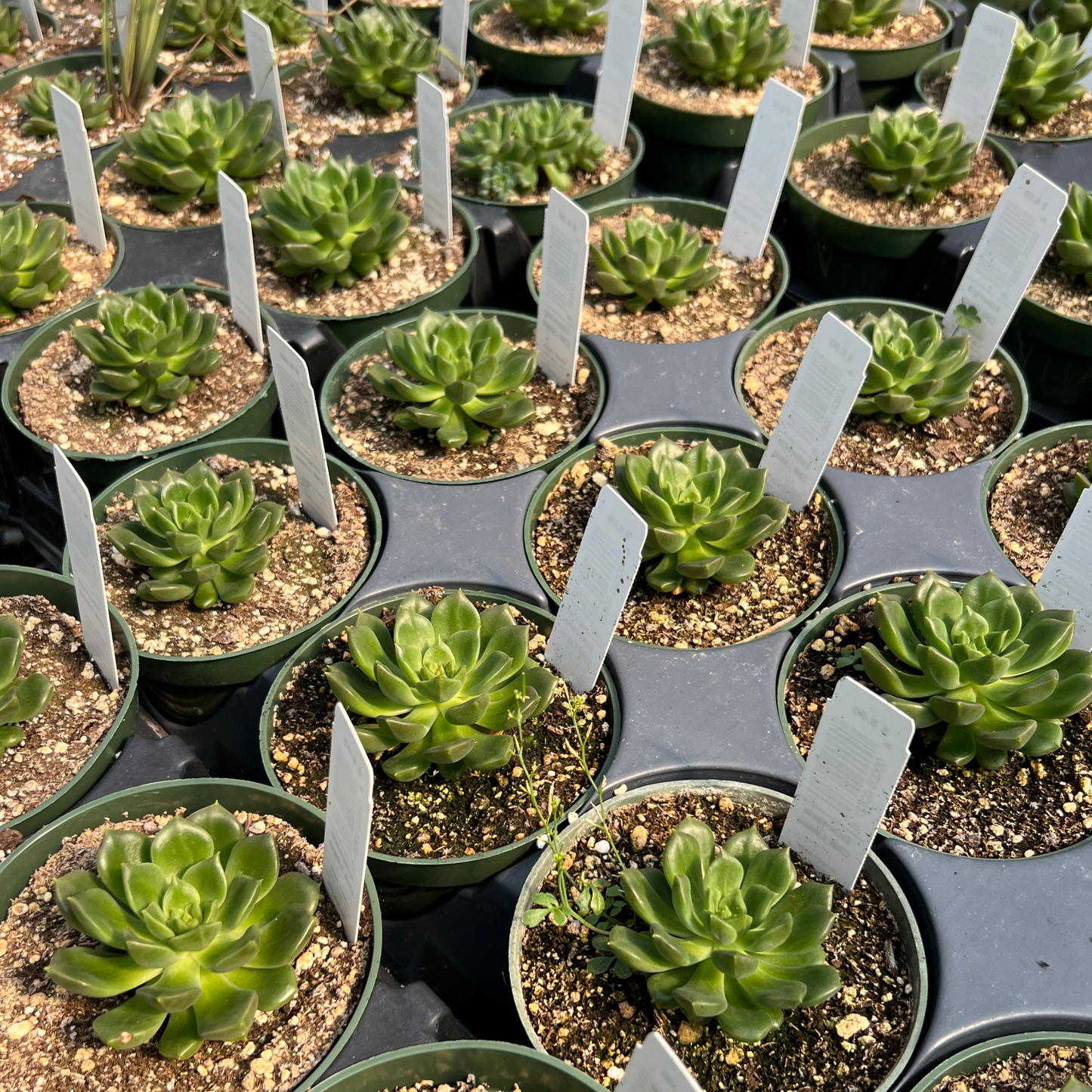 Echeveria 'Lime n' Chile'