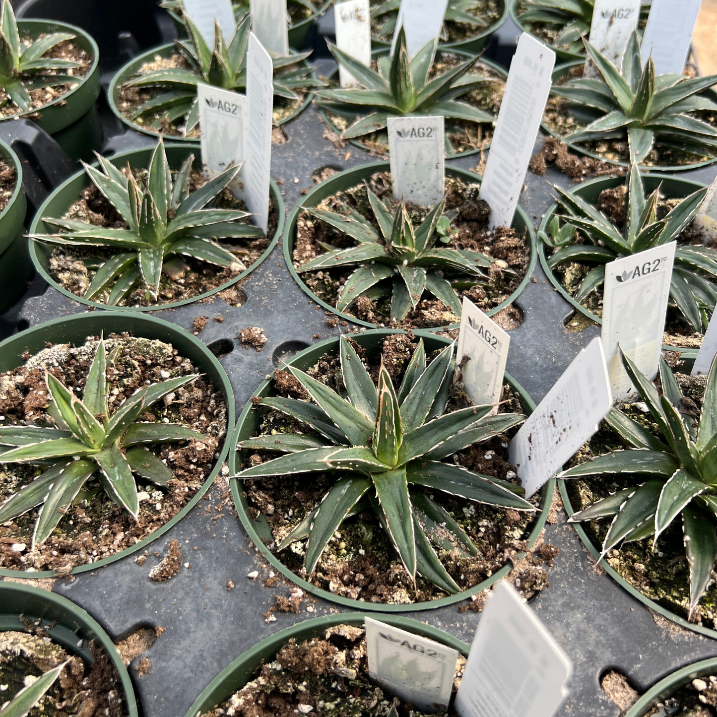 Agave Victoriae Reginae 'Porcupine'