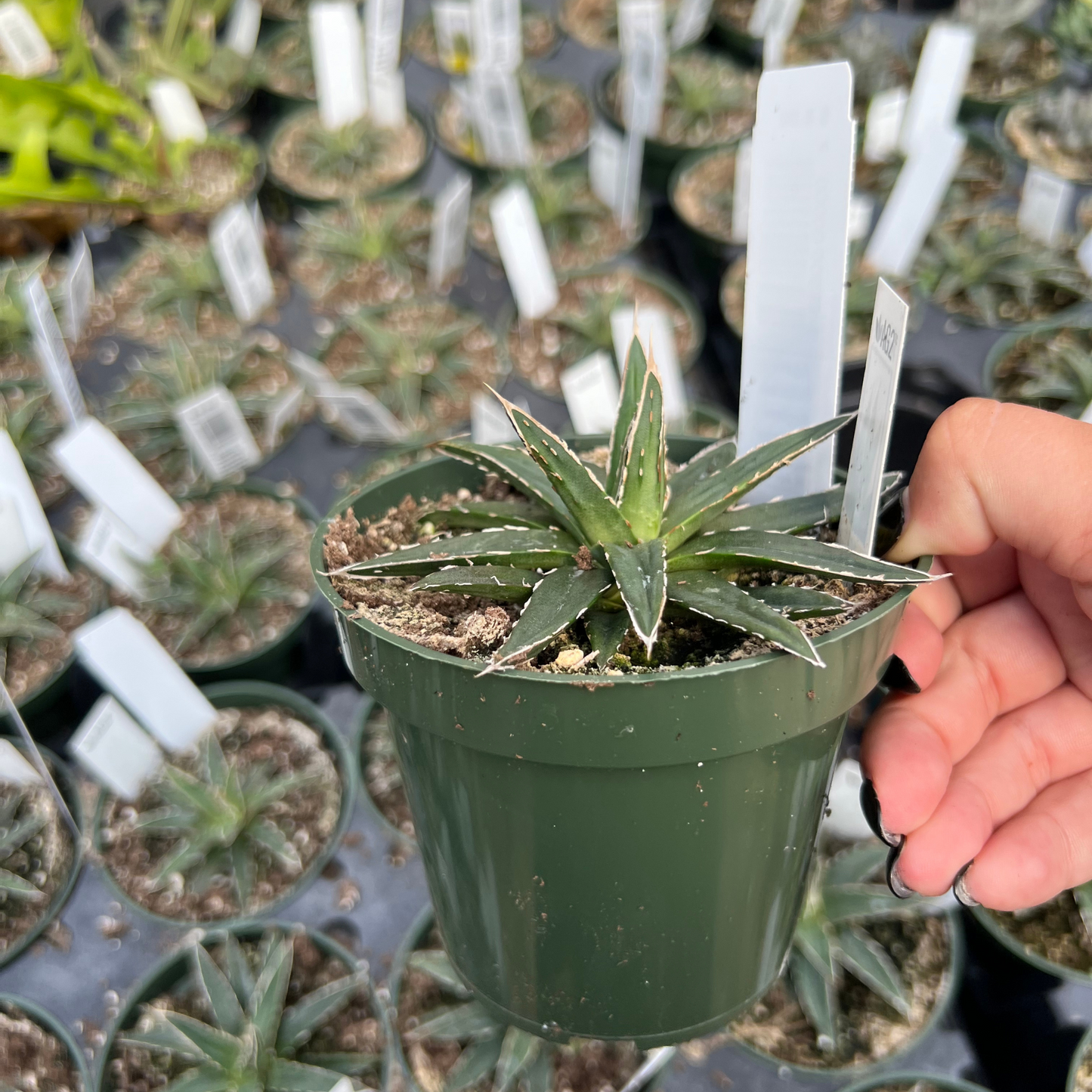 Agave Victoriae Reginae 'Porcupine'