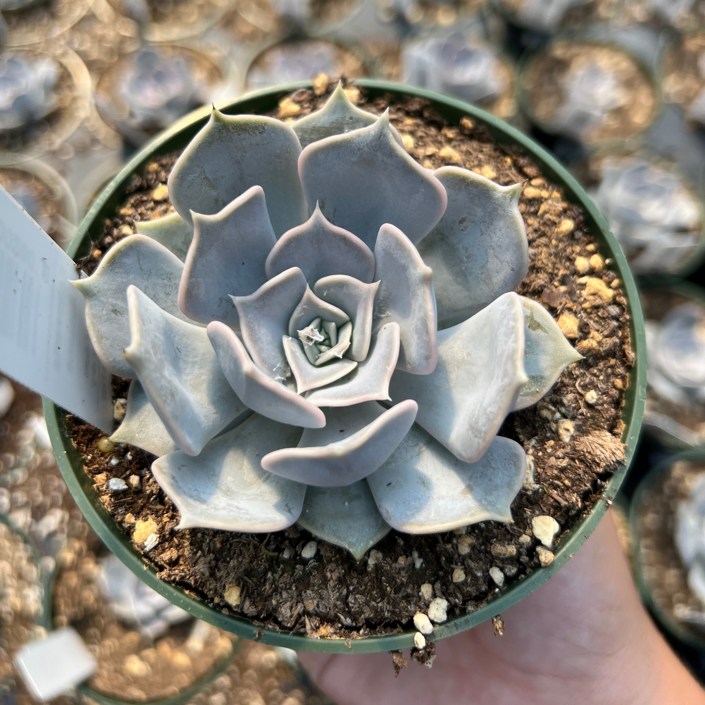 Echeveria Lilaciana