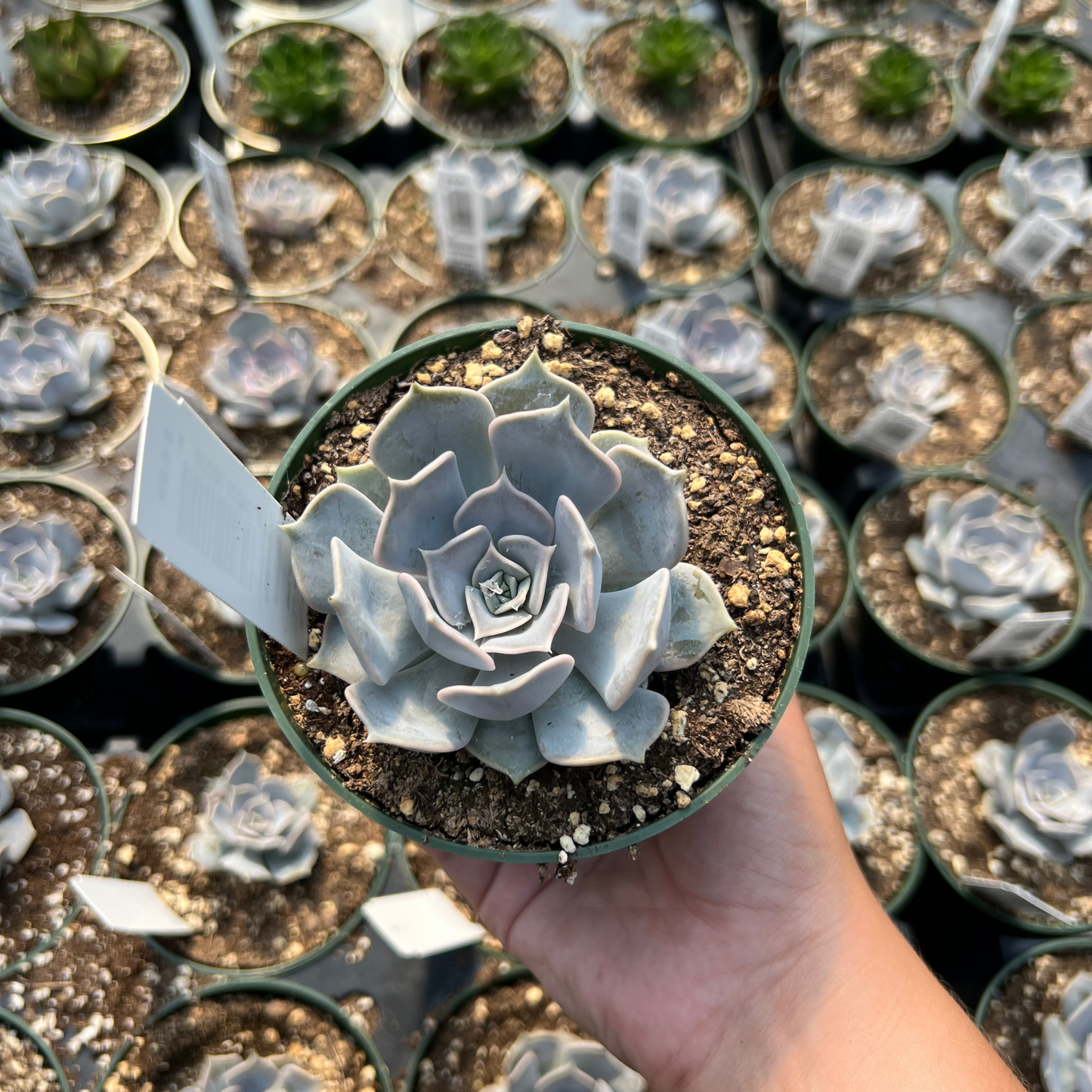 Echeveria Lilaciana