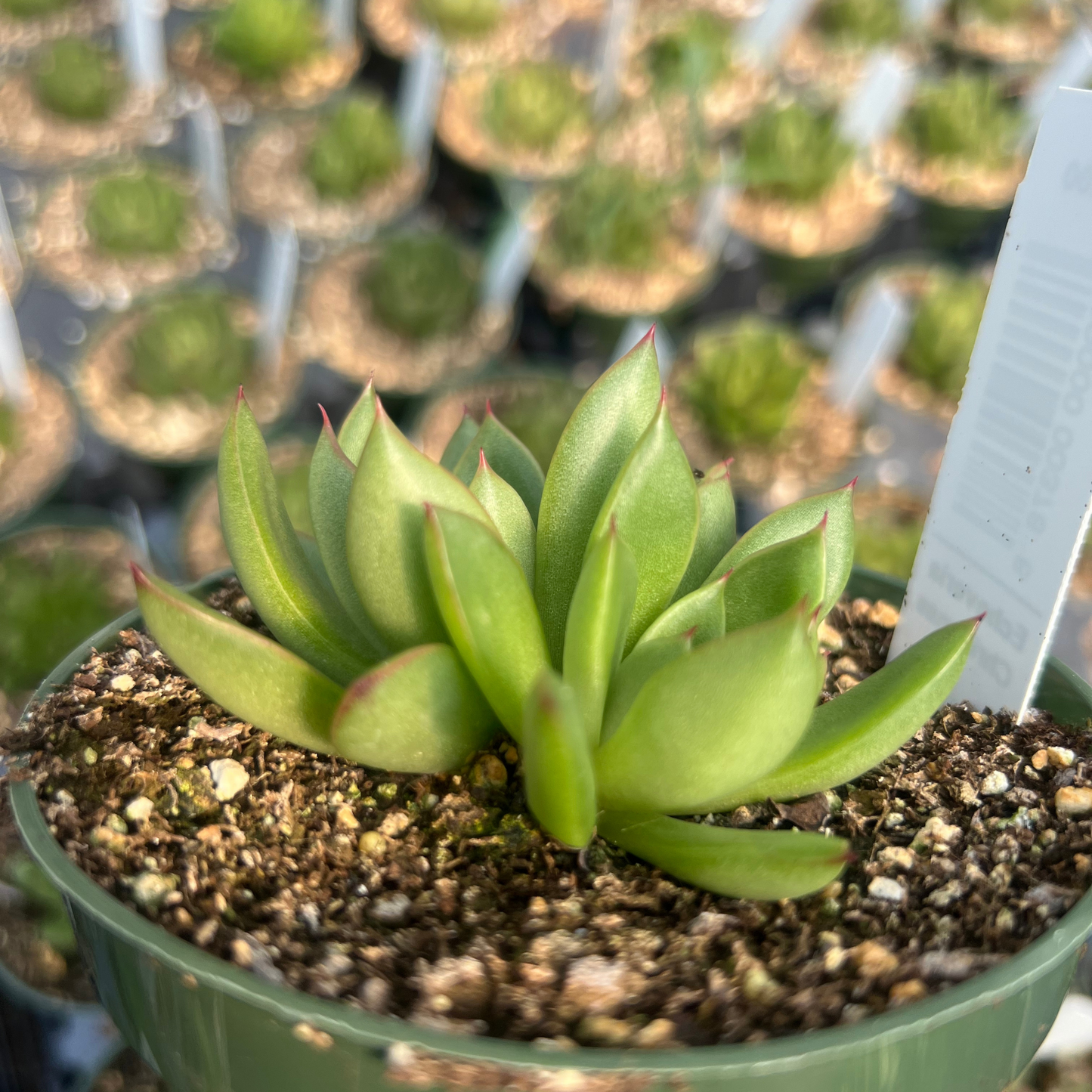 Echeveria Christmas