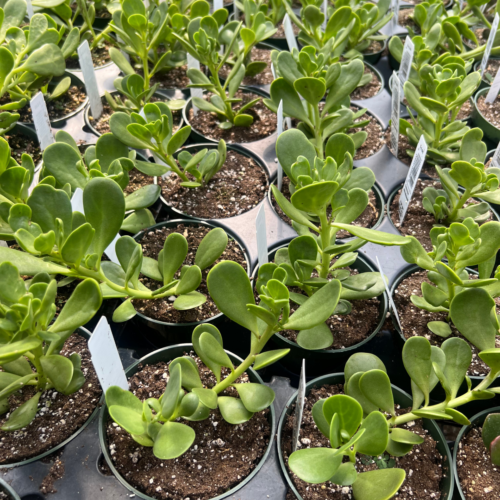 Senecio Jacobsennii – Fantastic Gardens