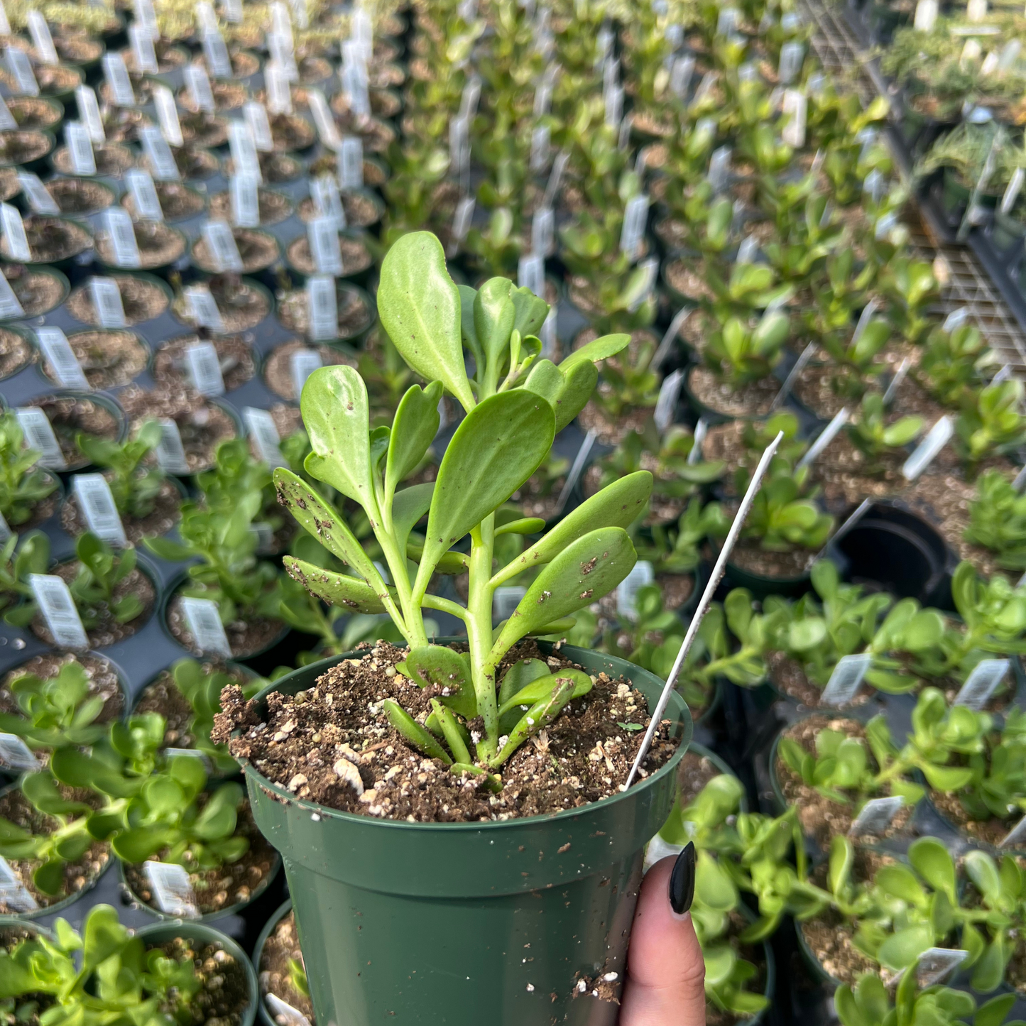 Senecio Jacobsennii