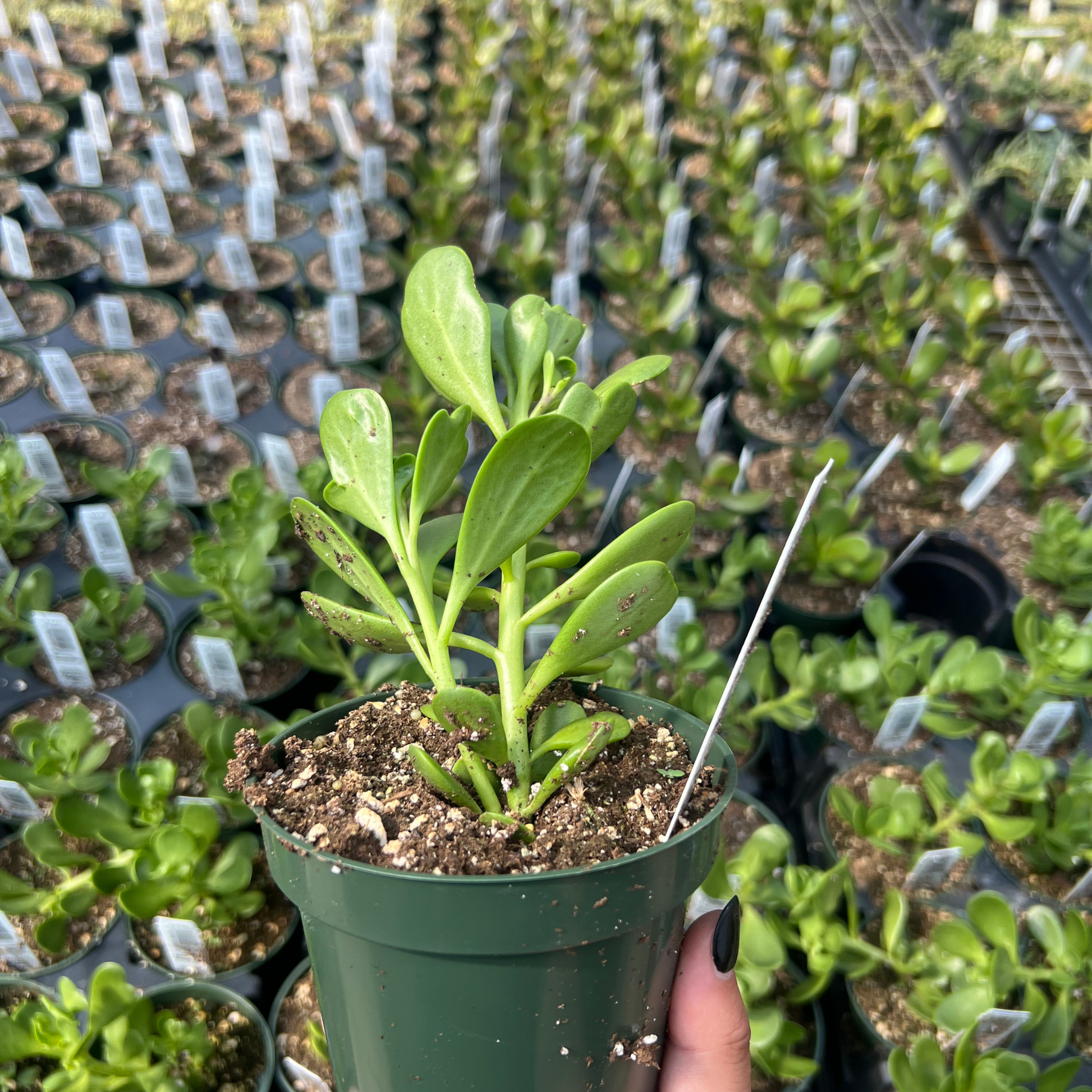 senecio verde fingers succulent plant Senecio Jacobsennii – Fantastic Gardens