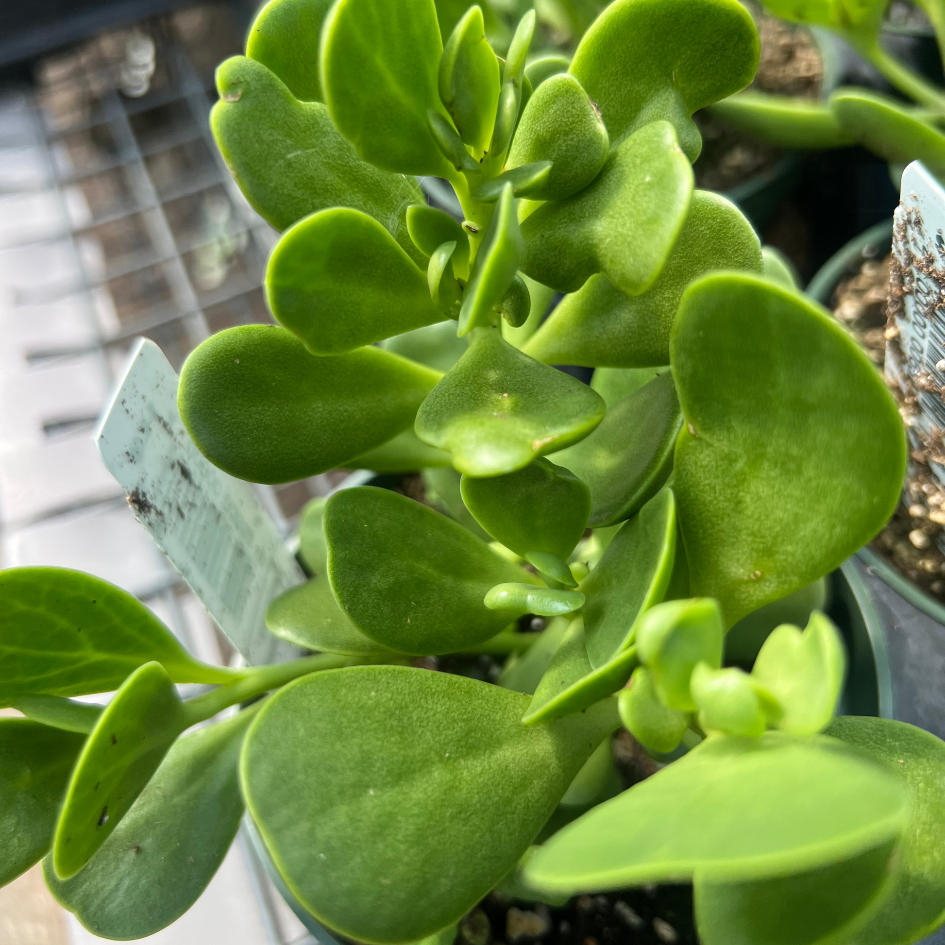 jade trailing plant Senecio Jacobsennii – Fantastic Gardens