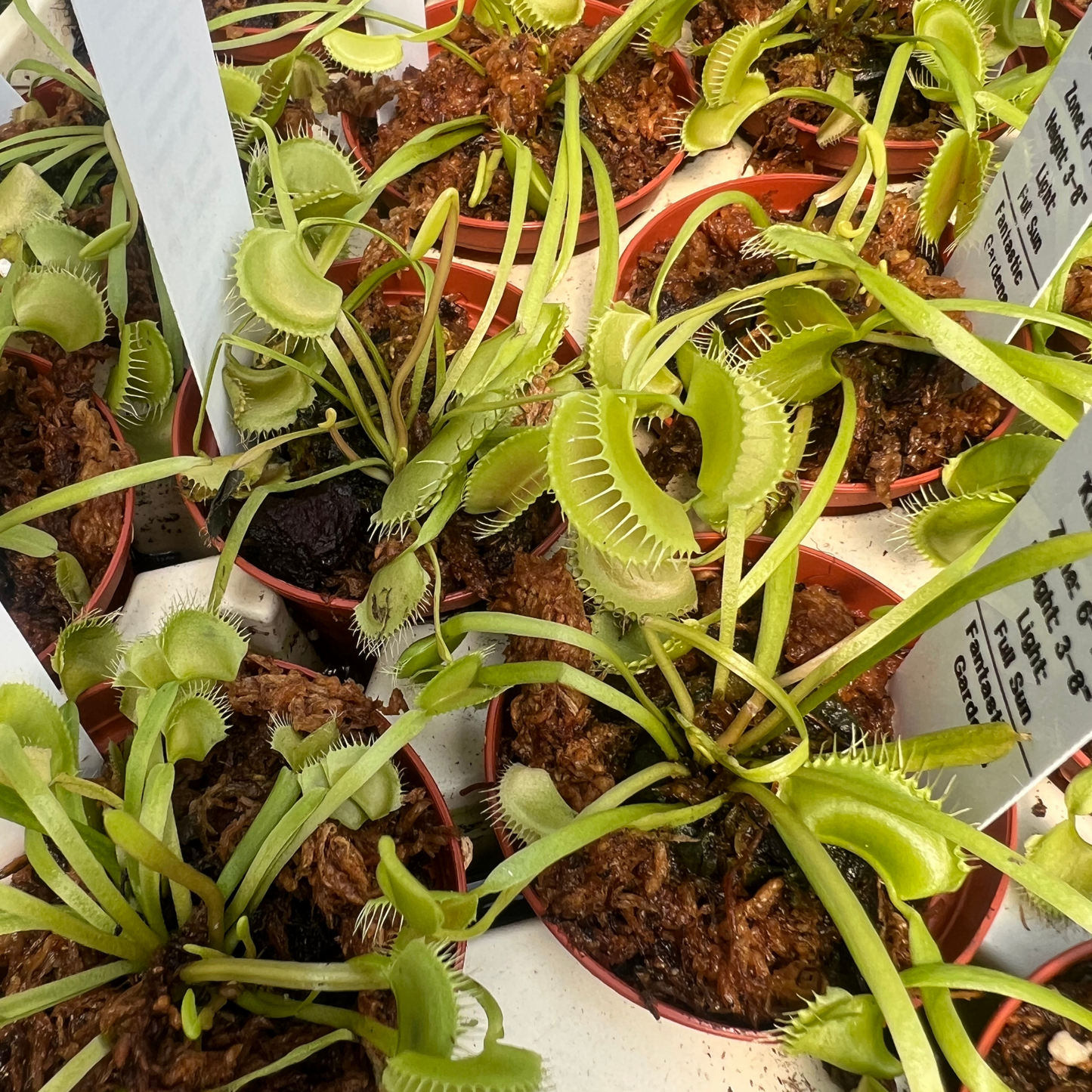 Dionaea m. 'King Henry' Potted
