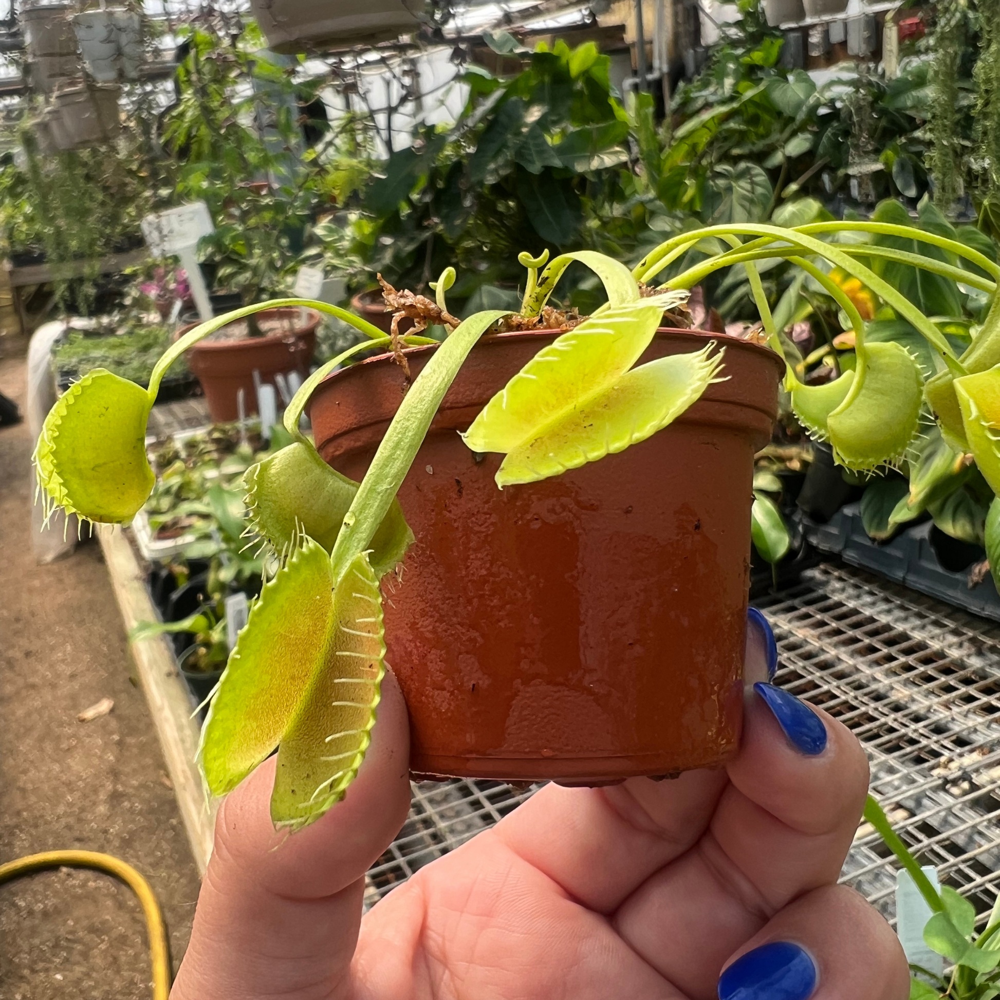 King Henry VFT – Sweet Leaf Nursery