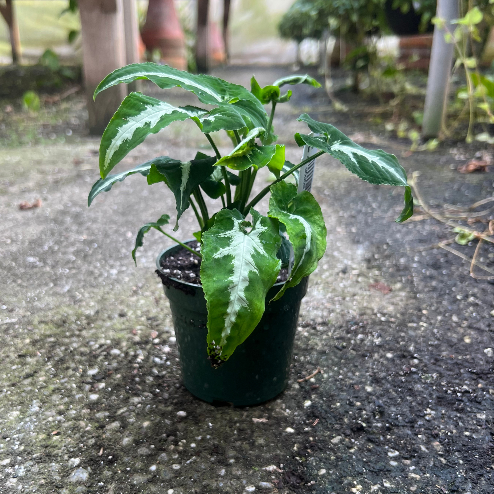 Syngonium Wendlandii – Fantastic Gardens