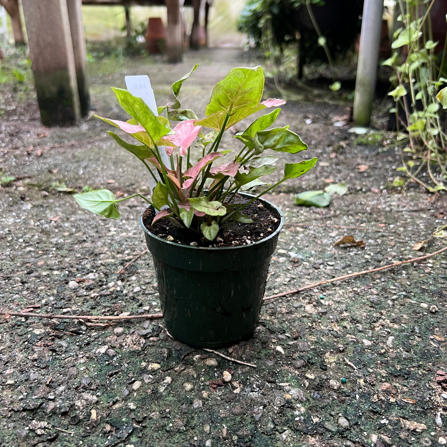 Syngonium Pink Arrow