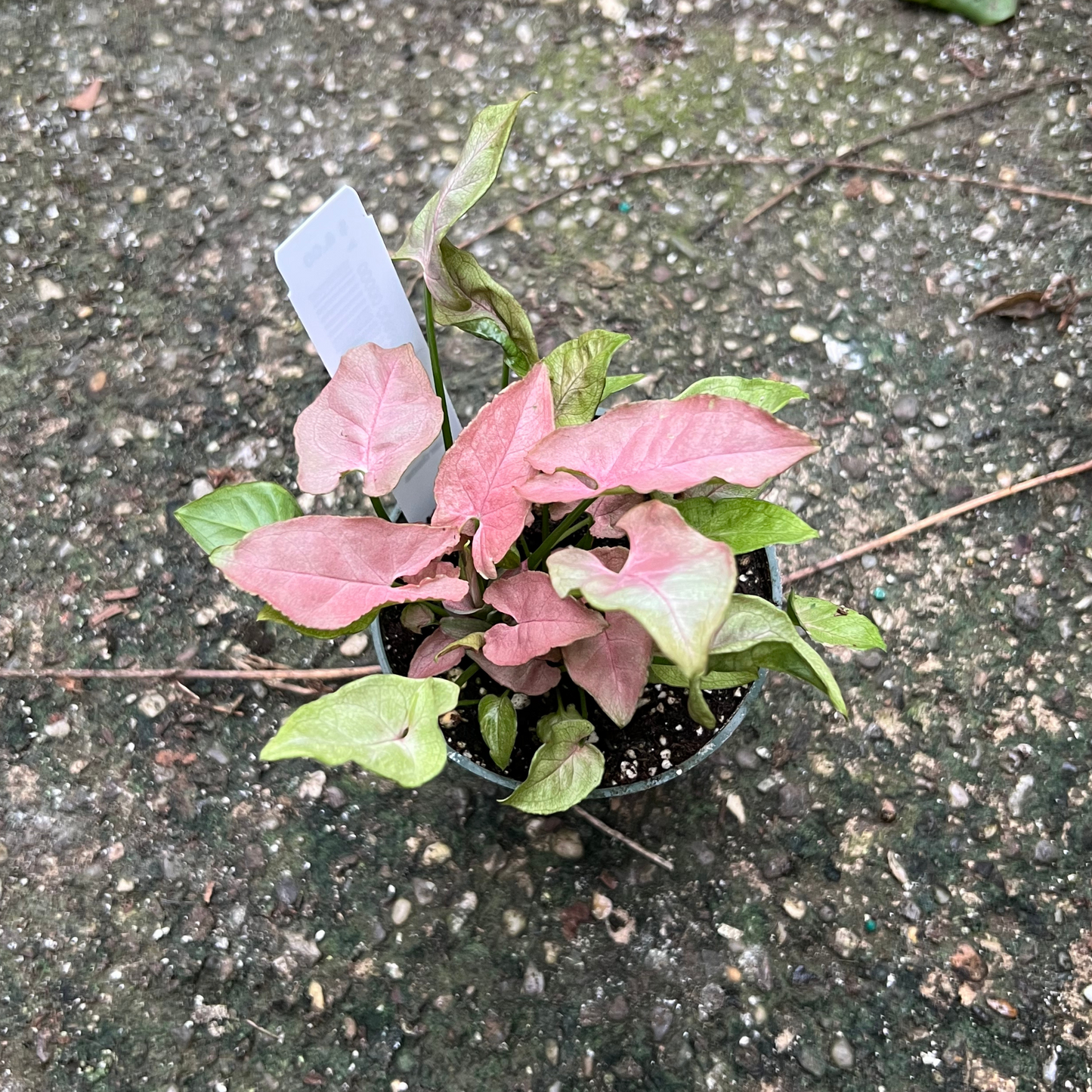 Syngonium Pink Arrow