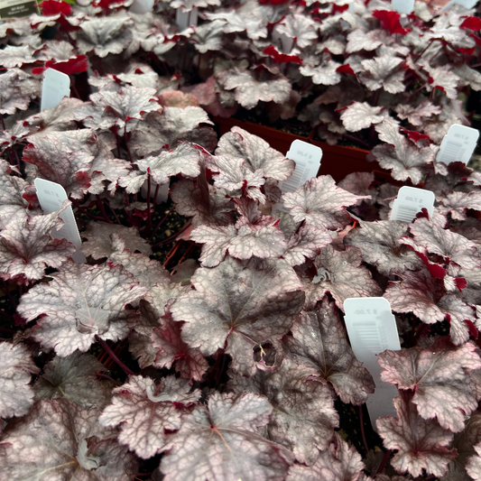 Heuchera 'Plum Pudding'