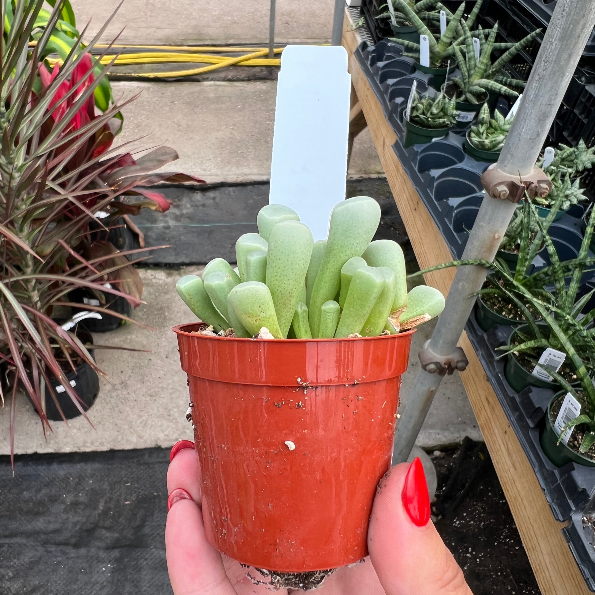 toe succulent Baby Toes – Fantastic Gardens