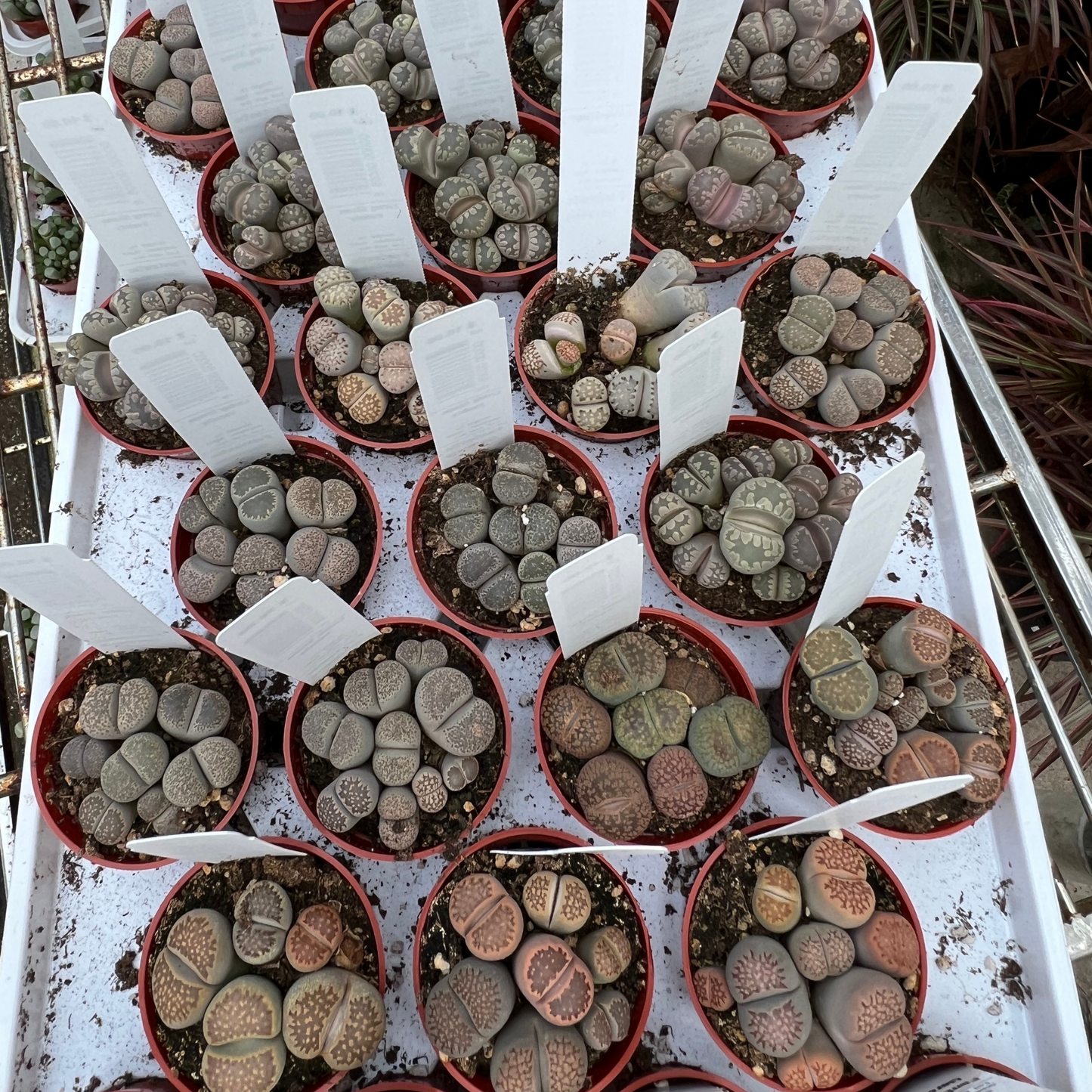 Lithops