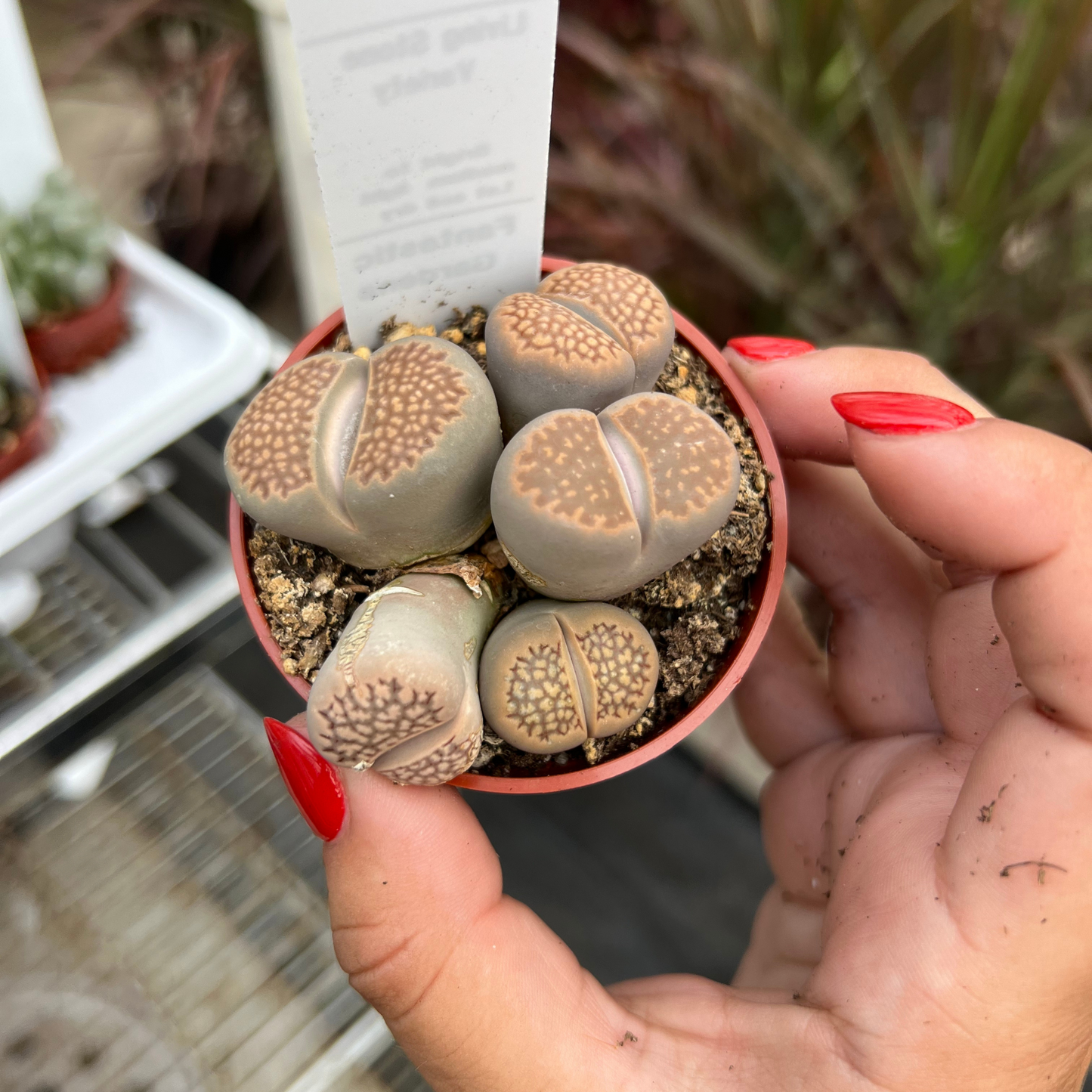 Lithops