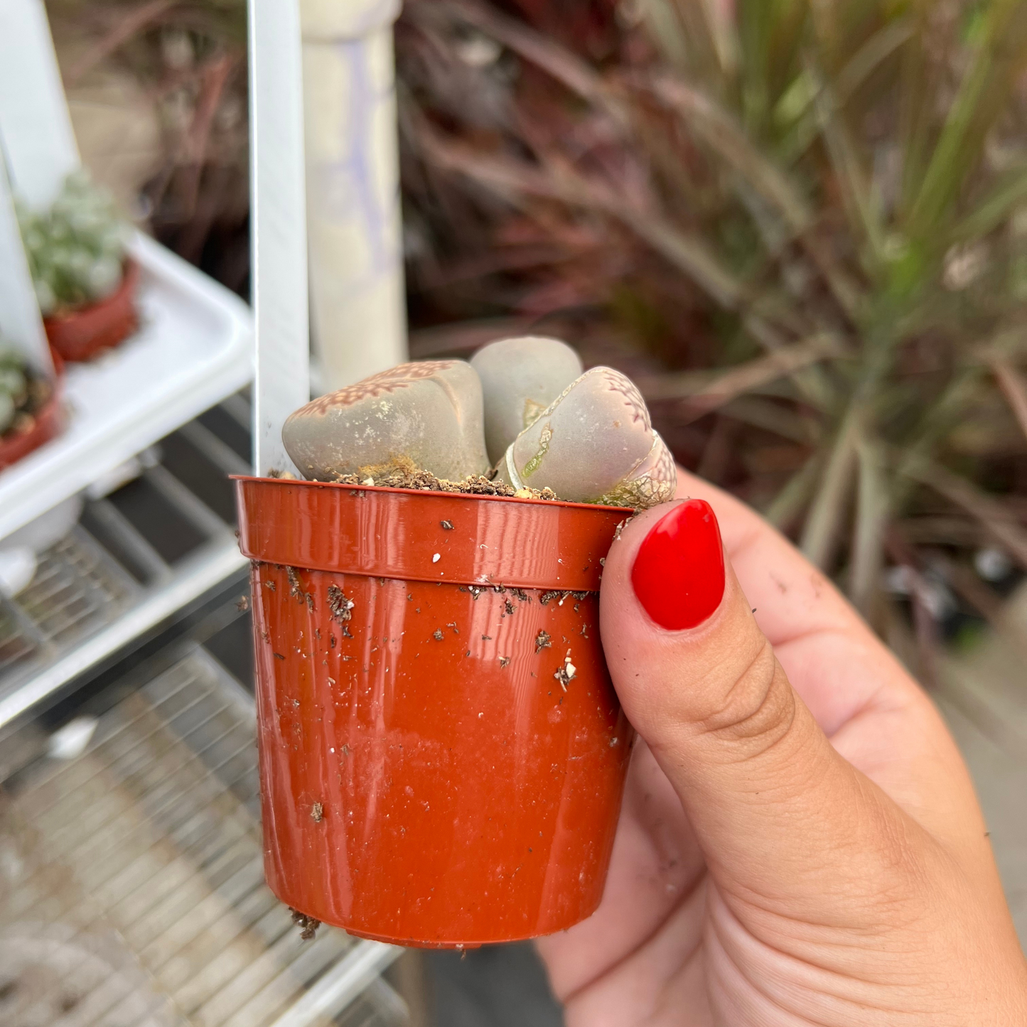 Lithops