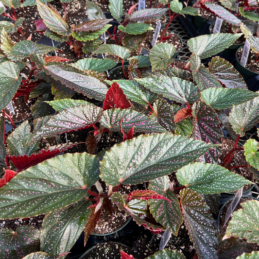 Begonia Subhowii Pink Spot