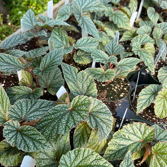 Begonia 'Snow Capped'