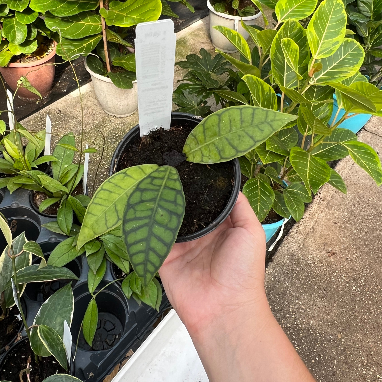 Hoya Callistophylla