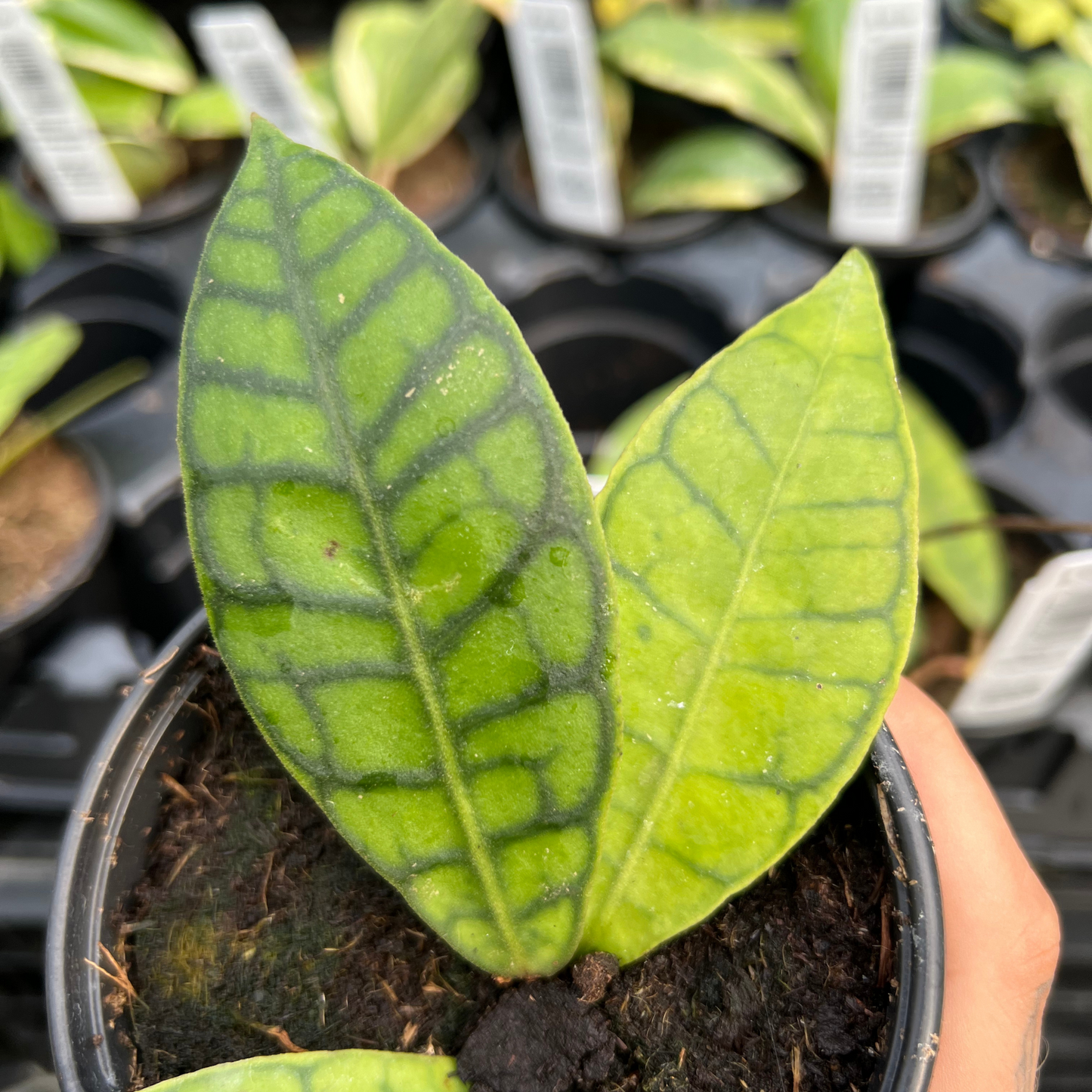 Hoya Callistophylla