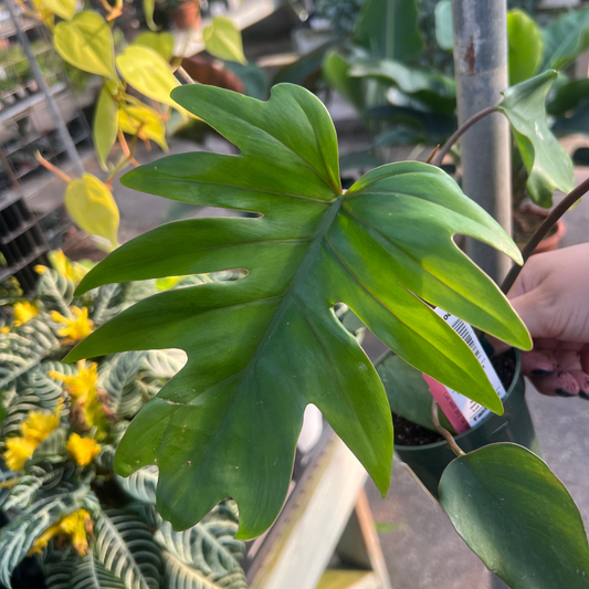 Philodendron Mayoi