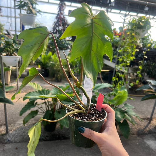 Philodendron Mayoi
