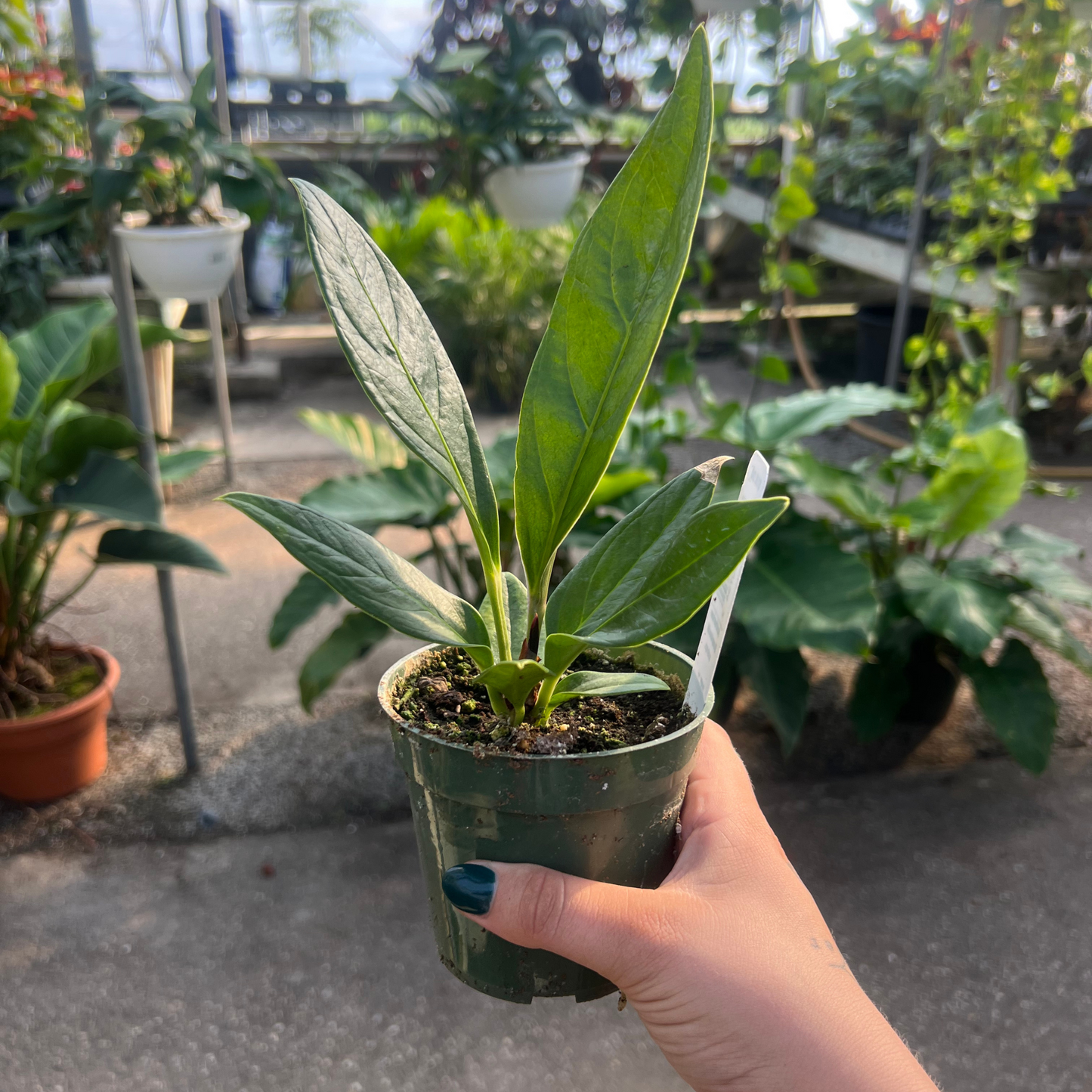 Anthurium Bonplandii subsp.