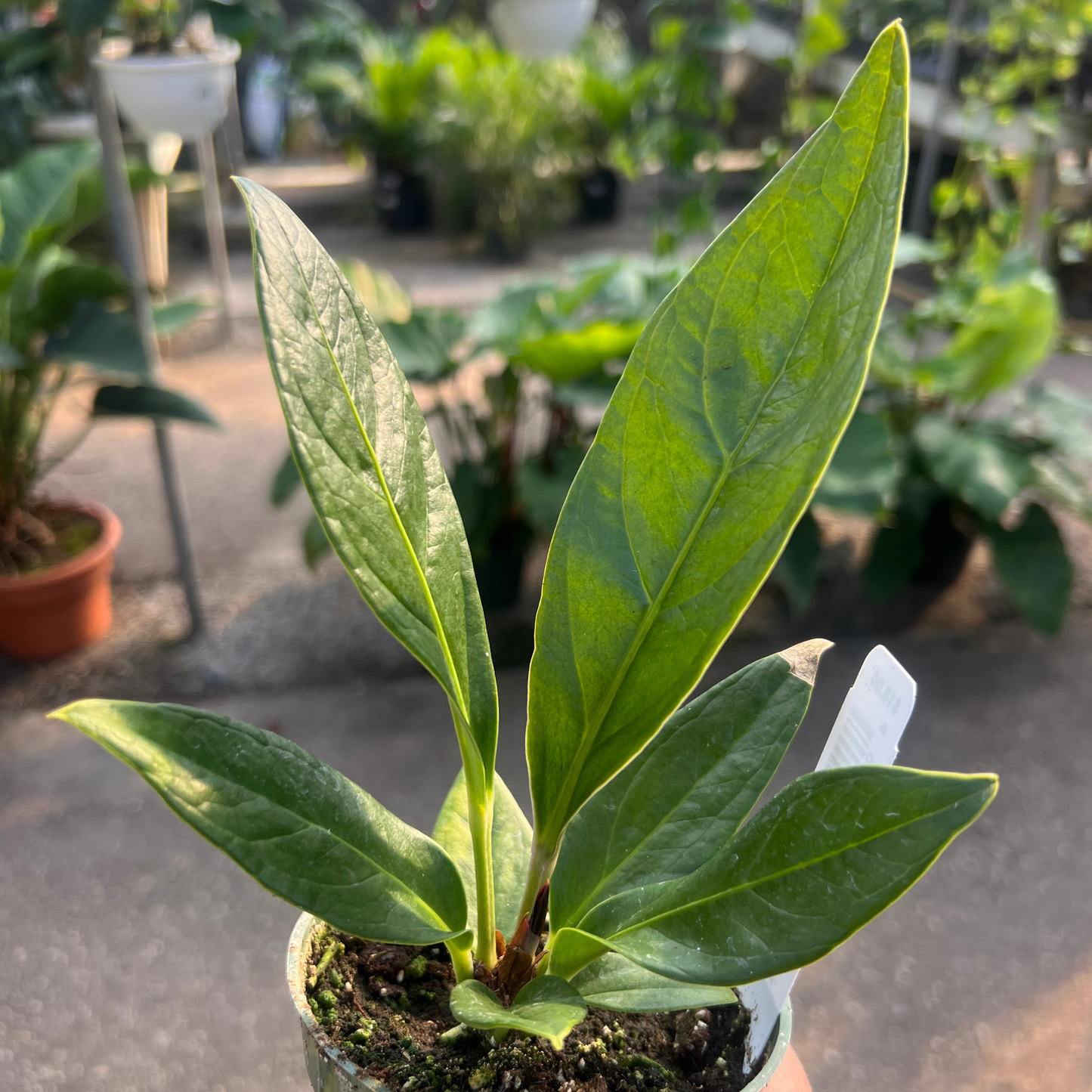 Anthurium Bonplandii subsp.